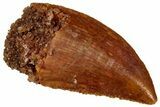 Serrated Raptor Tooth - Real Dinosaur Tooth #298187-1